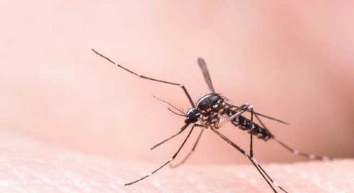 蚊子虽小,却带来一大串 世纪之谜 ,这些问题是否也困扰你了