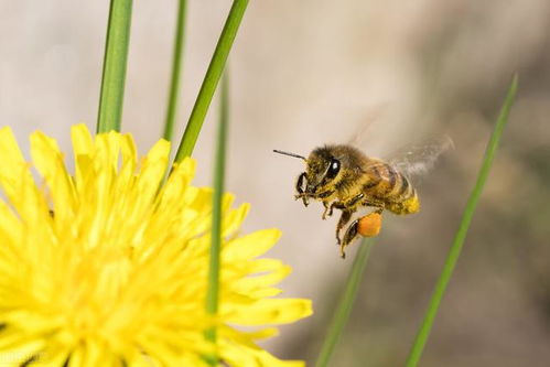 养蜂人饲喂花粉,蜜蜂不吃,还乱捣腾,调制代用花粉的一些小妙招