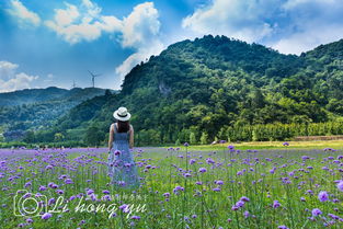 云上花海,避暑胜地,重庆夏天太难熬 一起去綦江花坝露营吧 