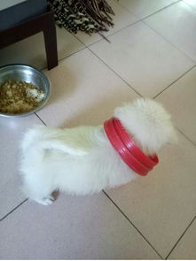 如果水瓶盖子不小心套在狗的头上取不下来怎么办 
