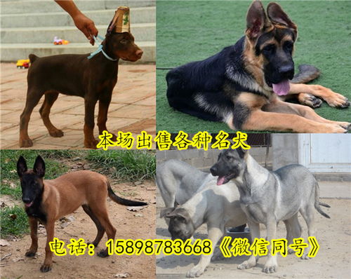 【静海县哪里有马犬卖常年出售】- 黄页88网