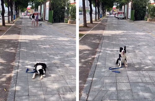 如何改掉边牧爱追车的坏习惯 广州训犬基地课程45天纠正