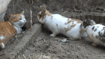 两只兔子 – 