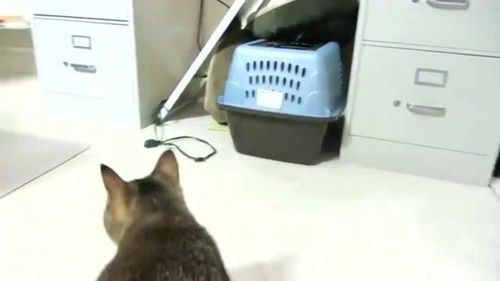 主人改装的猫咪自动喂食器,投币才有吃的,从此猫咪再也不无聊了 