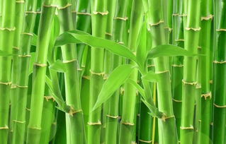 关于竹子的诗句家里有竹
