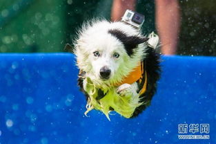 精彩的狗跳水比赛 