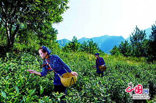 象园茶:以村庄命名的商洛名茶