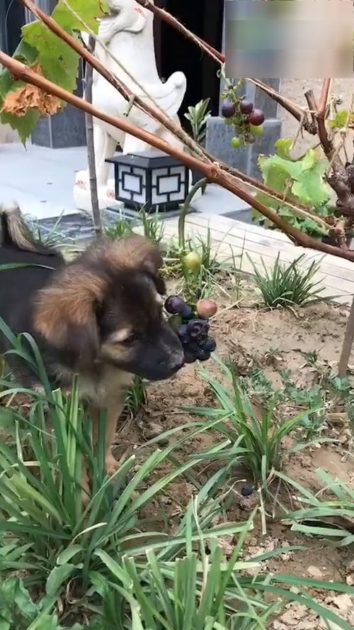 一只偷吃葡萄的小狗狗 
