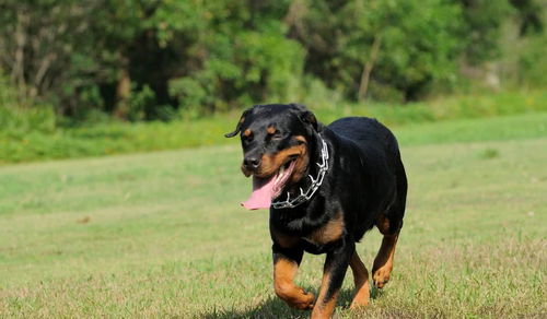 适合男生养的六种犬 最后一种称犬界暖男,带出去很吸引女生注意