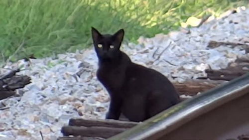 火车要来了,小猫咪你还这么淡定的坐在铁路旁 