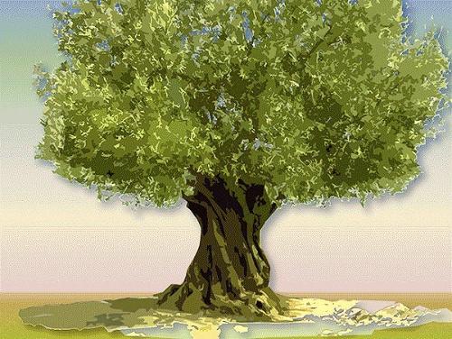 橄榄树象征什么意思 