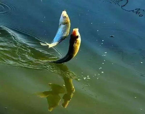 鱼在水面游玩不吃钩有什么方法垂钓 