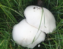 做梦梦见采白蘑菇是什么意思 周公解梦 