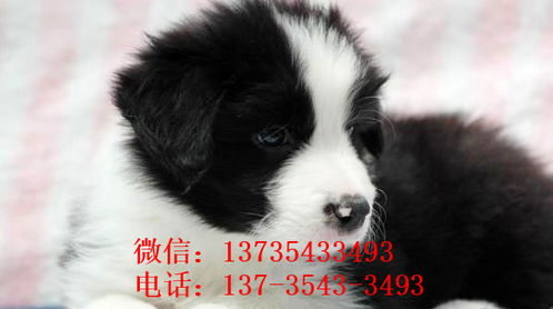 芜湖犬舍出售边牧幼犬狗市场卖狗买狗在哪