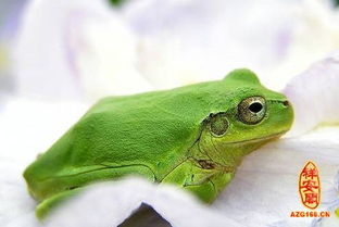 做梦梦见绿色青蛙是什么意思 周公解梦 