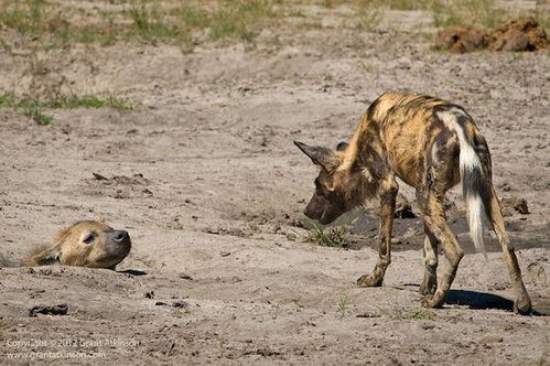 非洲野犬和鬣狗谁更厉害 