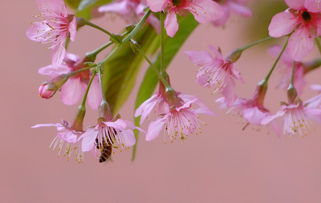 校园樱花