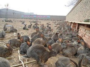 野兔养殖散养场地建设方法 