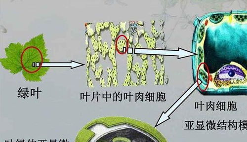 二氧化碳能否延长植物寿命, 抑制 全球变暖