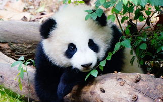 方志四川 大熊猫篇 第2集 大熊猫的生活 上