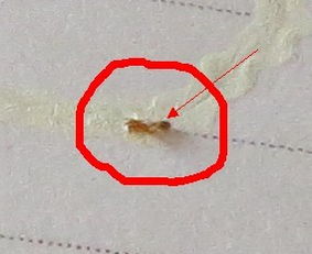 家中出现这种类似蚂蚁的昆虫,请问它们到底是什么,产生的原因,如何消除 