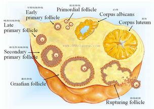 卵泡在卵巢生长发育成熟过程 