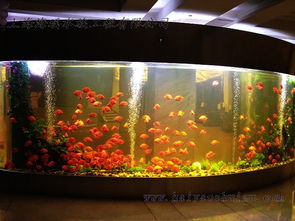 河南圆柱形的鱼缸适合养哪些鱼 
