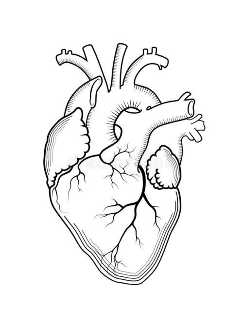 心脏结构图简笔画怎么画（心脏结构图怎么画简单） 第1张