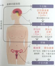 FSH E2对试管婴儿的影响