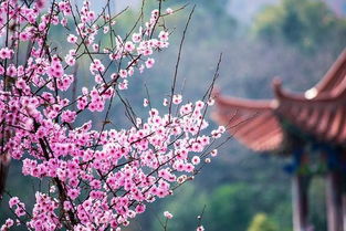 四月桃花始盛开,辽宁四月赏花好去处 