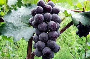 小葡萄品种,7个最优质葡萄品种，叫什么名字?糖度、香味等有什么标准