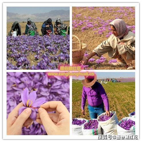 藏红花哪里产的最好,西藏哪个地方出的藏红花最好？