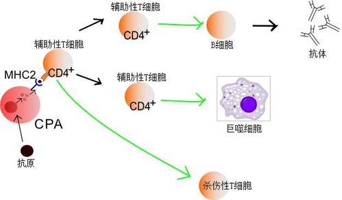 挪威发现新冠病毒新变种 病毒到底是如何进化的