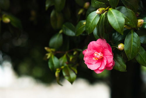 吉安适合养什么花,市花和市树是什