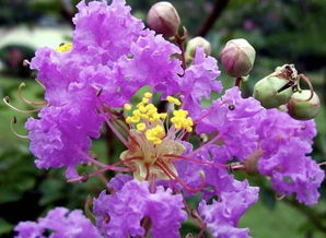 紫薇花花语的传说,紫薇花的花语及传说