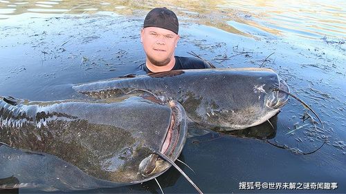 鲶鱼入侵欧洲后,吃鸭子吃狗可能还吃人 在我国只是普通的鱼类