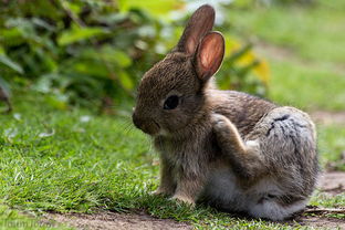兔子吃芹菜排毛,兔子吃了芹菜就排毛吗