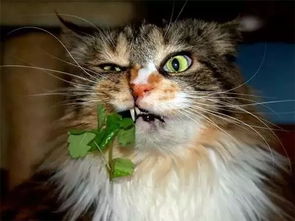 猫为什么要吃草,猫薄荷就是猫草吗