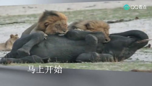 狮子趁象群去喝水攻击了小象,后来被大象率领队员救回一条命 