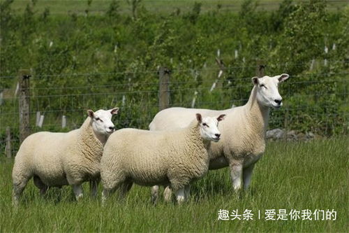 大羊小羊的终生命运,尤其是67年和79年的,你看看准不准