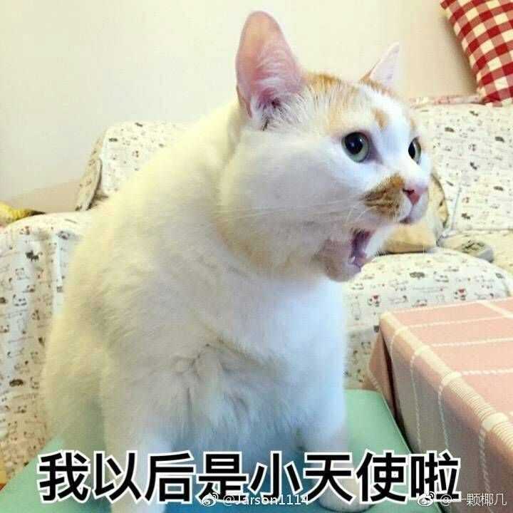 表情 你连表情包里猫的名字都不知道,还敢说爱猫 手机新浪网 表情 