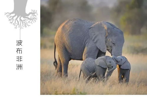 大象为啥怀孕22个月才生1只小象
