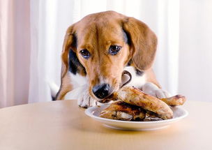 狗狗饮食不当,容易养成坏习惯 这三个饮食恶习,你家狗狗有吗 主人 
