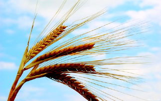 小麦生长期多少天成熟 小麦生长周期时间表