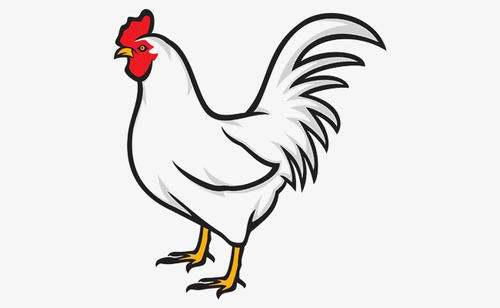 家里养白公鸡是什么兆头,农村俗语：“大白公鸡落房顶，必杀公鸡不能等”，究竟是为啥？