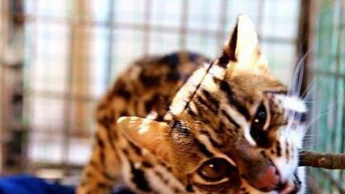 女子花300元买来做宠物的猫 月余后发现为世界珍稀动物豹猫