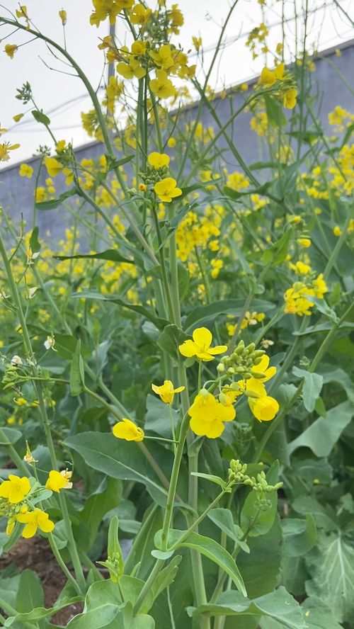 《油菜花开的季节》,油菜花开的季节——春天的美丽与希望