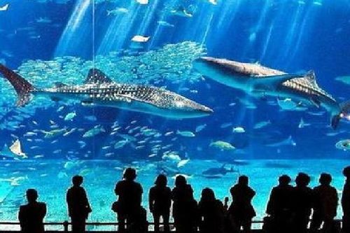 水族馆加盟需要多少钱 