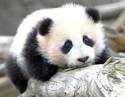 熊猫列传 Real Panda 