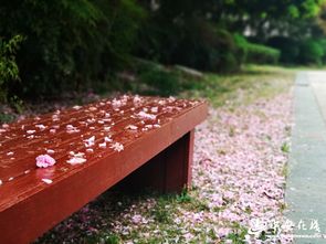 合肥 春风带来花瓣雨 整座城市美不胜收 图